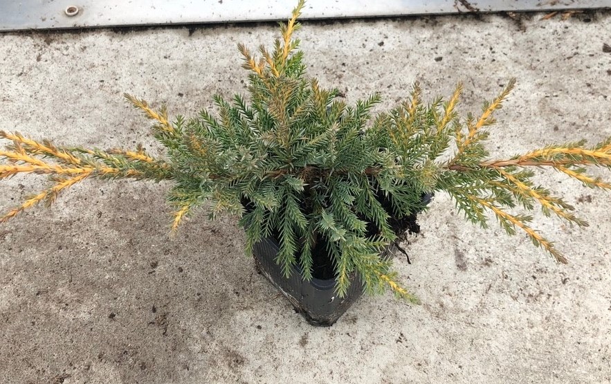 Можжевельник обыкновенный Голдшатц